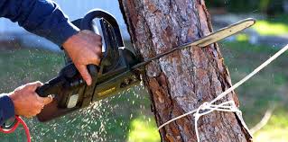 Best Tree Removal  in Nevada City, CA