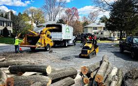 Best Tree and Shrub Care  in Nevada City, CA