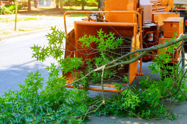 Best Palm Tree Trimming  in Nevada City, CA