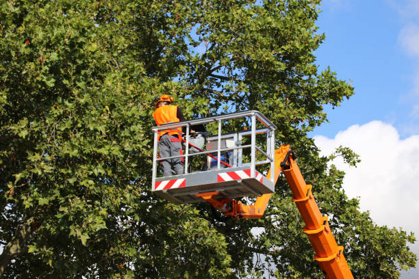 Best Stump Grinding and Removal  in Nevada City, CA