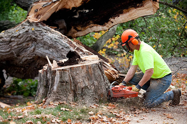 Best Tree Cabling and Bracing  in Nevada City, CA