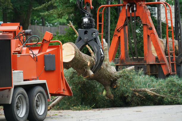 How Our Tree Care Process Works  in  Nevada City, CA